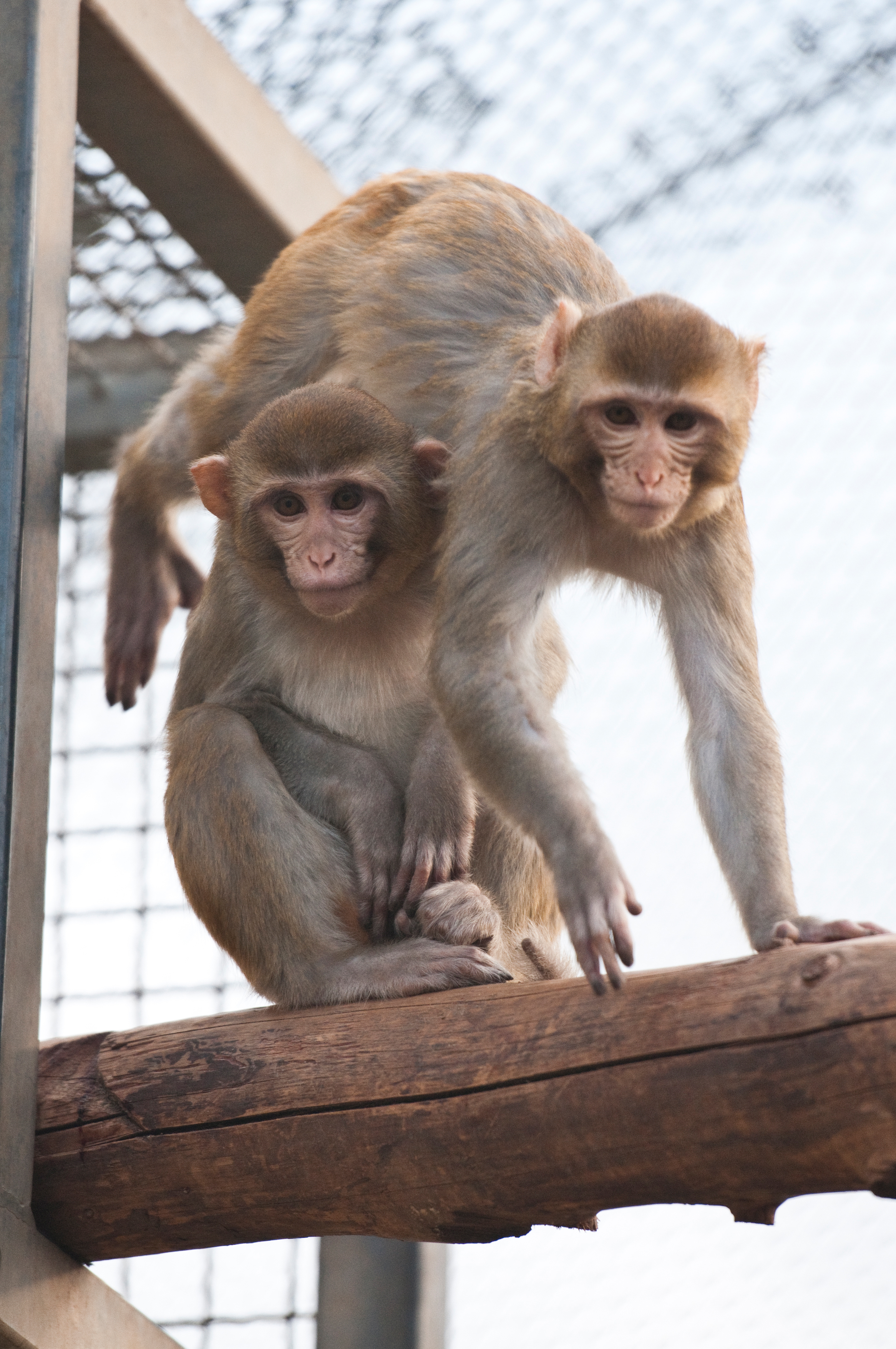 Uberwindung Von Lahmungen Zeigt Sich Im Tierversuch An Affen