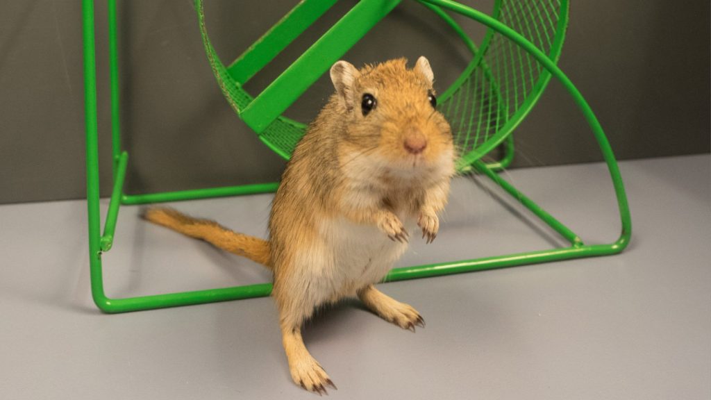 Gerbil_im_Rad_startseite